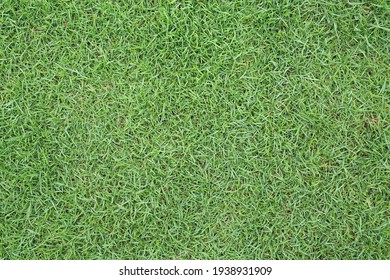 Green Grass Texture As Background. Top View