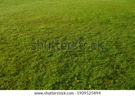 Green grass texture for background, Green grass background texture .top view. 