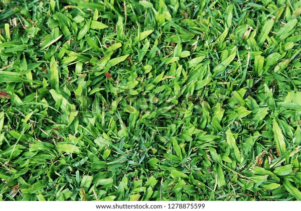 Green Grass Texture Background Texture Top Stock Photo 1278875599 ...