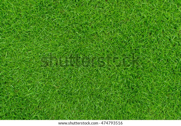 Green grass texture background Top view of\
bright grass garden Idea concept used for making green backdrop,\
lawn for training football pitch, Grass Golf Courses green lawn\
pattern textured\
background.