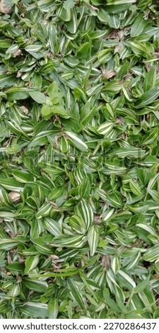 green grass texture background,  view from the top