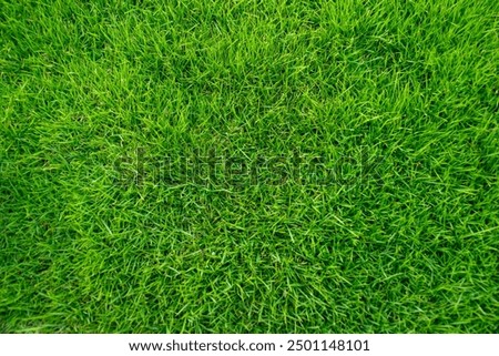 Green Grass texture background.grass texture.top view.Background of green grass.Field of green grass a lawn in spring.Closeup of a freshly mowed lawn park.Sports turf surface.Backdrop of pasture close up.Nature Wallpaper bg