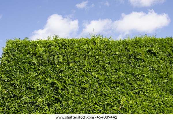 Green Grass Texture Blue Sky Background Stock Photo 454089442 