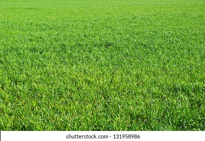 Green grass texture from a  field