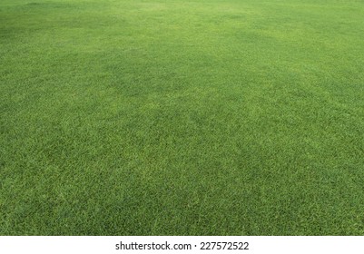 Green Grass Texture From A Field