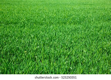 Green Grass Texture From A Field