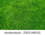 Green grass texture. Field of green grass, a lawn in spring. Background of color grass. Closeup of a freshly mowed lawn, park. Sports turf surface. Backdrop of pasture close up. Nature Wallpaper.