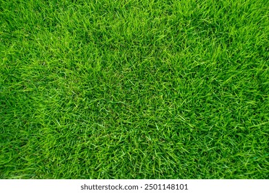 Green grass texture. Field of green grass, a lawn in spring. Background of color grass. Closeup of a freshly mowed lawn, park. Sports turf surface. Backdrop of pasture close up. Nature Wallpaper.