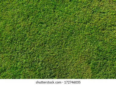 Green Grass Texture From A Soccer Field