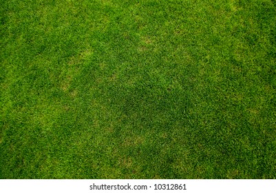 Green Grass Texture Top View