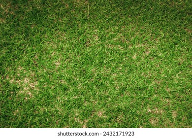 Green grass texture upclose background