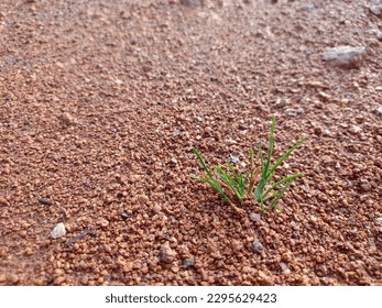 green grass that grows between the sand
