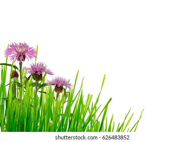 Green grass and thistle flowers corner on white background