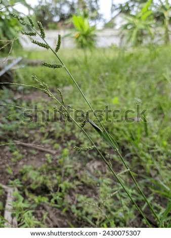 green grass tip background and back blur  Stock photo © 