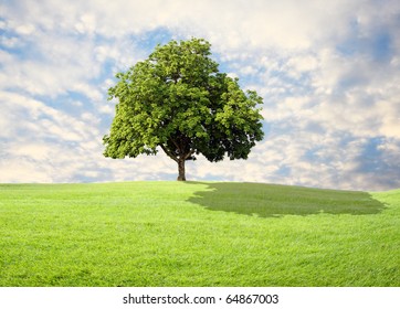 Green Grass And Tree With Beautiful Sky