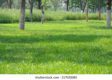 Green grass and trees 