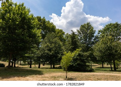 Green Grass And Trees During Summer At Randalls And Wards Islands In New York City