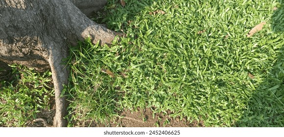 Green Grass and Trees Root