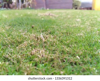 Green Grass Tuff