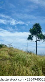 Green grass under a clear sky, natural views towards Bulangan village, Sitaro district

￼


 - Shutterstock ID 2364940523