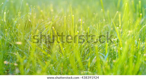 Green Grass Under Rays Sun Closeup Stock Photo 438391924 | Shutterstock