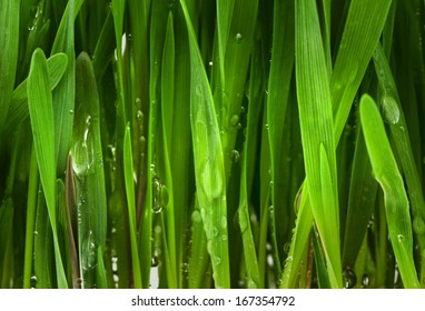 Green grass with water drops background, Close-up