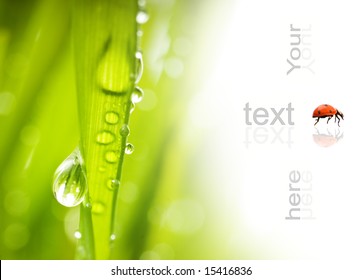 Green grass with water drops on it - Powered by Shutterstock