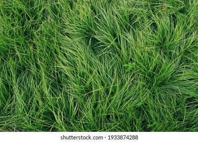 Green grass in the wind - Powered by Shutterstock