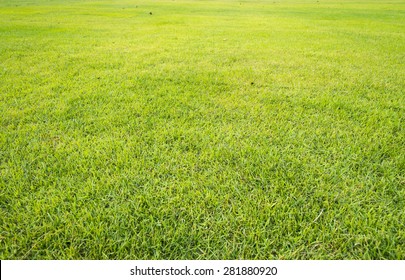 Green Grass Yard, Playground