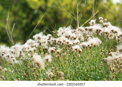 Green Grasses Grow On A Field In Siberia On A Hot Sunny Summer Day