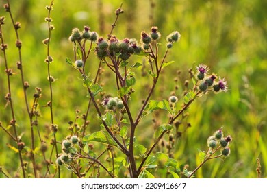 Green Grasses Grow On A Field In Siberia On A Hot Sunny Summer Day