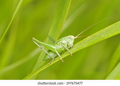 A Green Grasshopper 