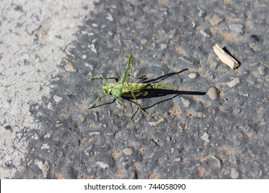 Green grasshopper.