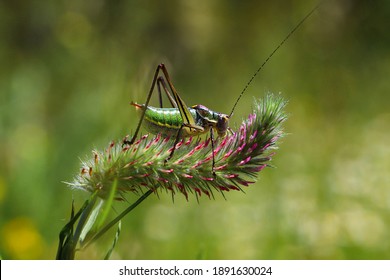 Green Grasshopper (Caelifera) On The Plant