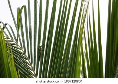 The green grasshopper camouflaged among the leaves of a palm tree protecting itself from predators - Powered by Shutterstock