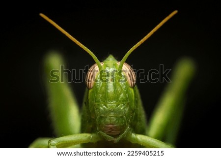 Green grasshopper is a common insect with a bright green body, long hind legs for jumping, and large eyes for observing its surroundings, and it feeds on vegetation and plants.