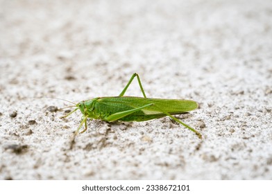Green grasshopper, cricket insect crawling a wall, bush-cricket Tettigonia viridissima