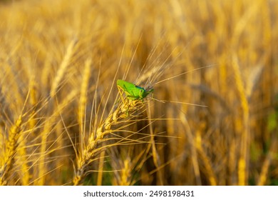 green grasshopper eats wheat crop