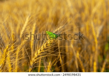 green grasshopper eats wheat crop
