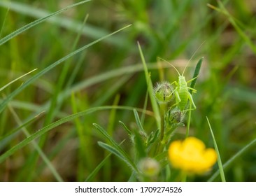 Green grasshopper in green grass. Grasshopper background. Springtime locust.