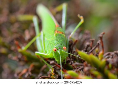 Green Grasshopper Insect Eyes Macro