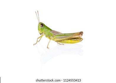 green grasshopper insect on white background with reflection - Shutterstock ID 1124553413