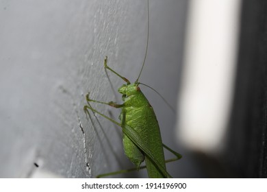 Grasshopper In House Images Stock Photos Vectors Shutterstock