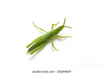 Green Grasshopper Isolated On White