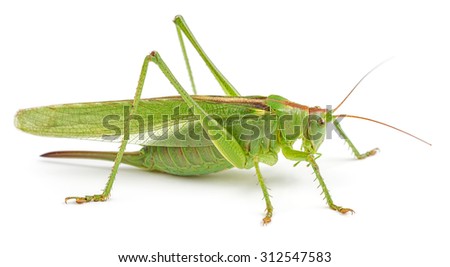 Green grasshopper isolated on white background. Side view, macro.