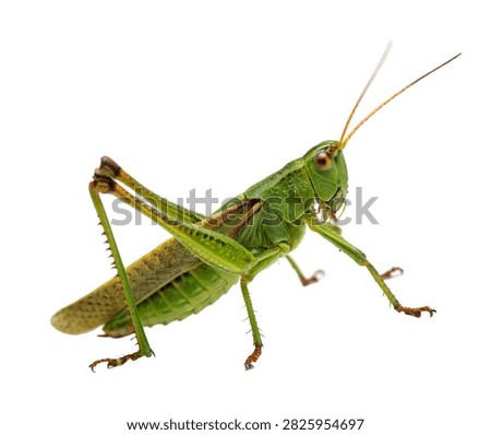 Green Grasshopper Jumping Pose Long Back Legs Isolated On White Background