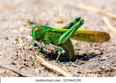 Green Grasshopper Lay Eggs In Ground