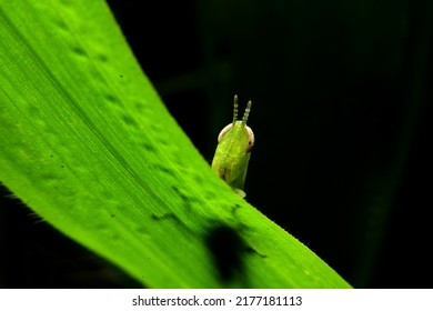 Green Grasshopper Macro In Forest