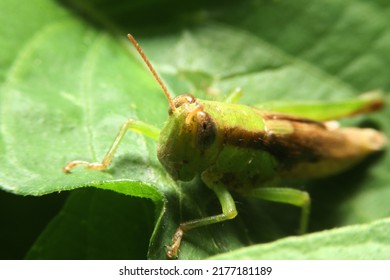 Green Grasshopper Macro In Forest