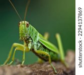 Green Grasshopper macro, maximum depth of field